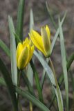 Tulipa uniflora