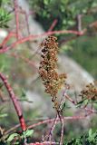 Spiraea hypericifolia