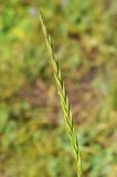 Elymus dahuricus