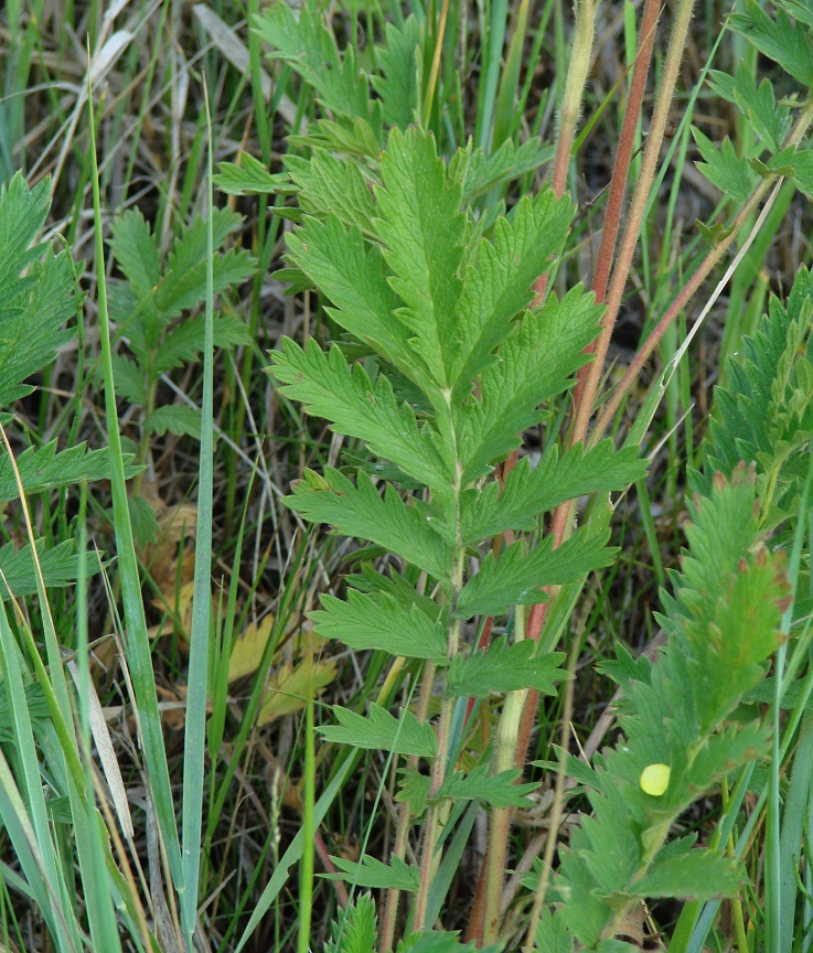 Изображение особи Potentilla acervata.