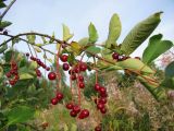 Padus virginiana. Ветви со зрелыми плодами. Томск, заброшенный садовый участок. 03.09.2013.