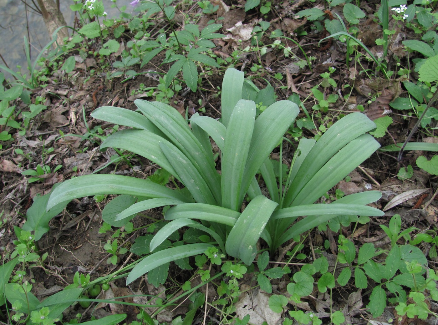 Изображение особи Galanthus alpinus.