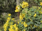 Coronilla valentina подвид glauca. Верхушка цветущего растения. Испания, автономное сообщество Каталония, провинция Жирона, комарка Баш Эмпорда, муниципалитет Санта-Кристина-де-Аро, лес из пробкового дуба в 3-х км от н. пос. Романья-де-ла-Сельва. 07.05.2016.