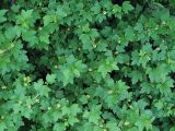 Ribes alpinum. Часть кроны цветущего растения. Санкт-Петербург. 29.05.2009.