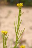 Barbarea stricta. Верхушка побега с цветками и плодами. Ленинградская обл., окр. пос. Большая Ижора, побережье Финского зал., тыльная сторона песчаного берегового вала, берег озерка. 13.06.2016.