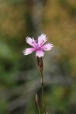 Dianthus karataviensis