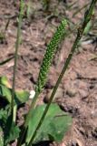 Plantago major