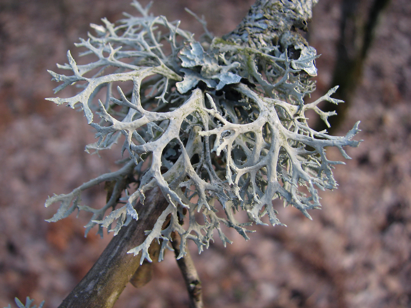 Изображение особи Evernia prunastri.