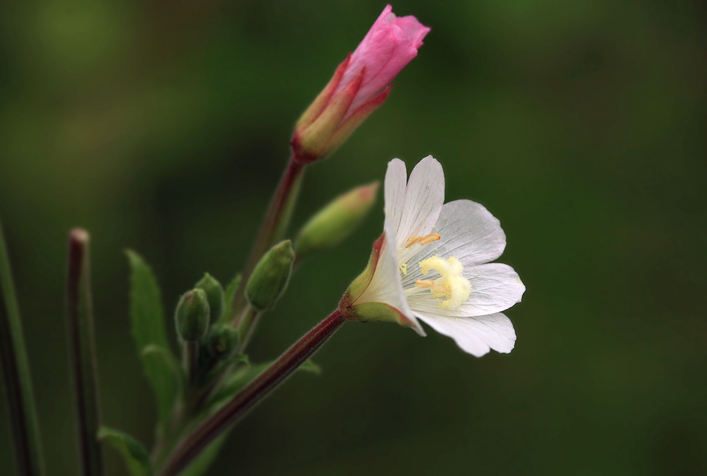 Изображение растения Epilobium hirsutum.