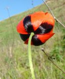 Papaver stevenianum. Цветок (вид со стороны цветоноса). Краснодарский край, Усть-Лабинский р-н, окр. станицы Воронежской, склон правого берега Кубани. 30.04.2017.