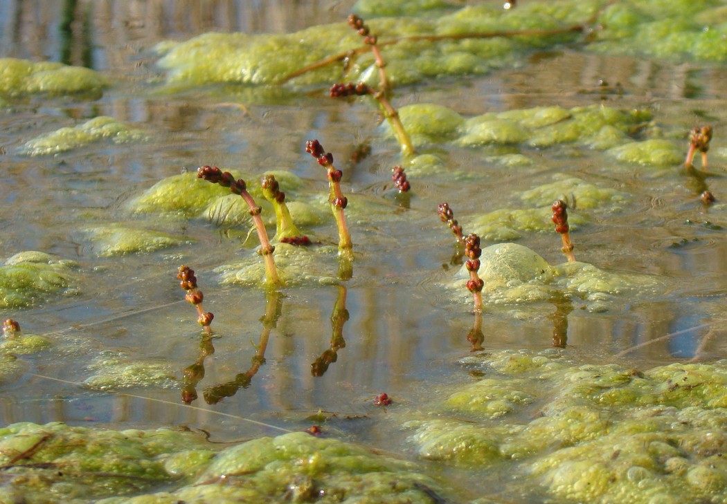 Изображение особи Myriophyllum spicatum.