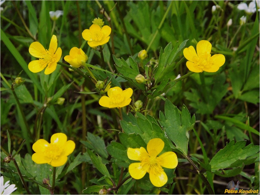 Изображение особи Ranunculus repens.