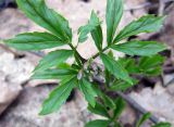 Cardamine quinquefolia