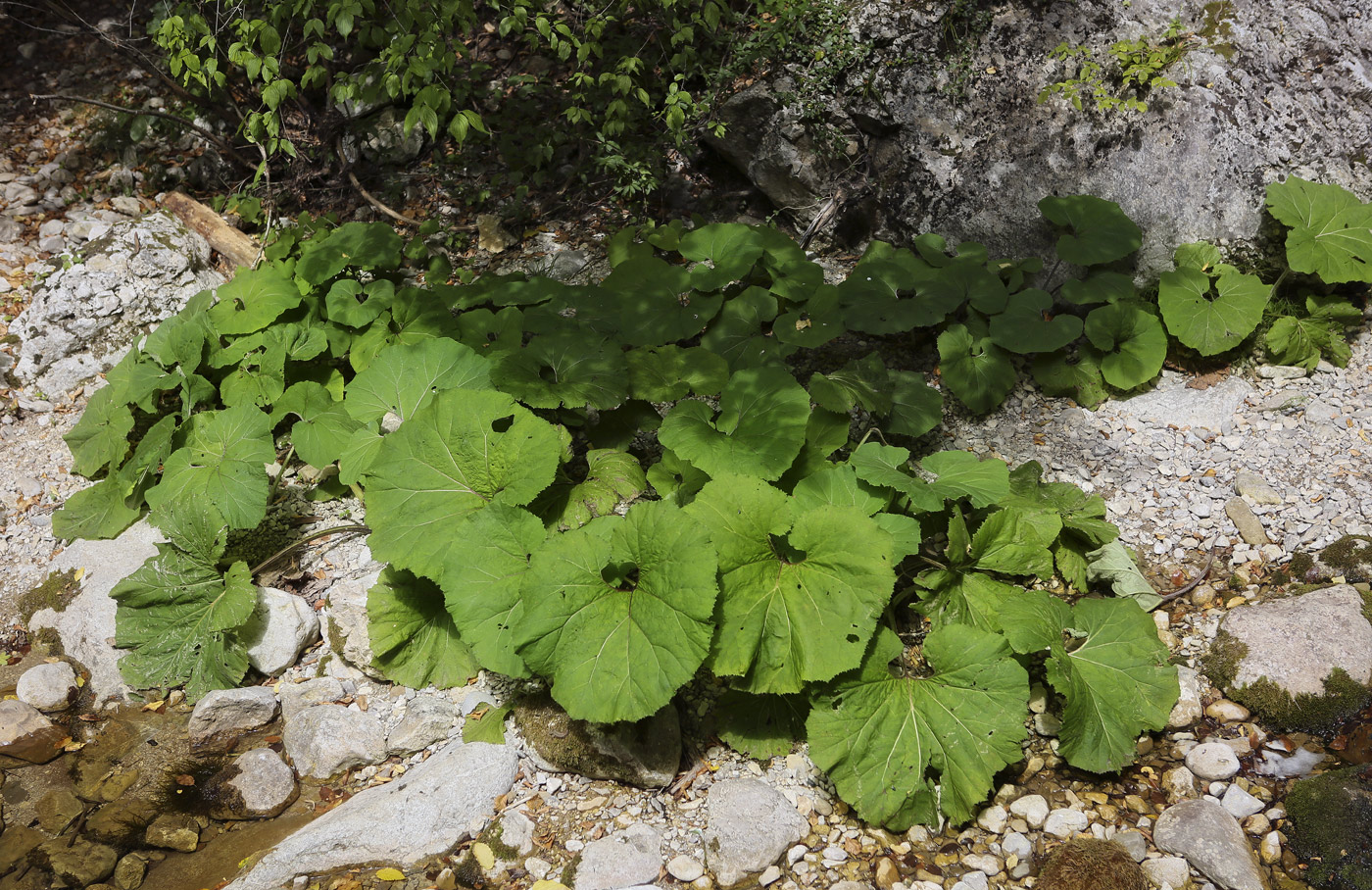 Изображение особи Petasites hybridus.