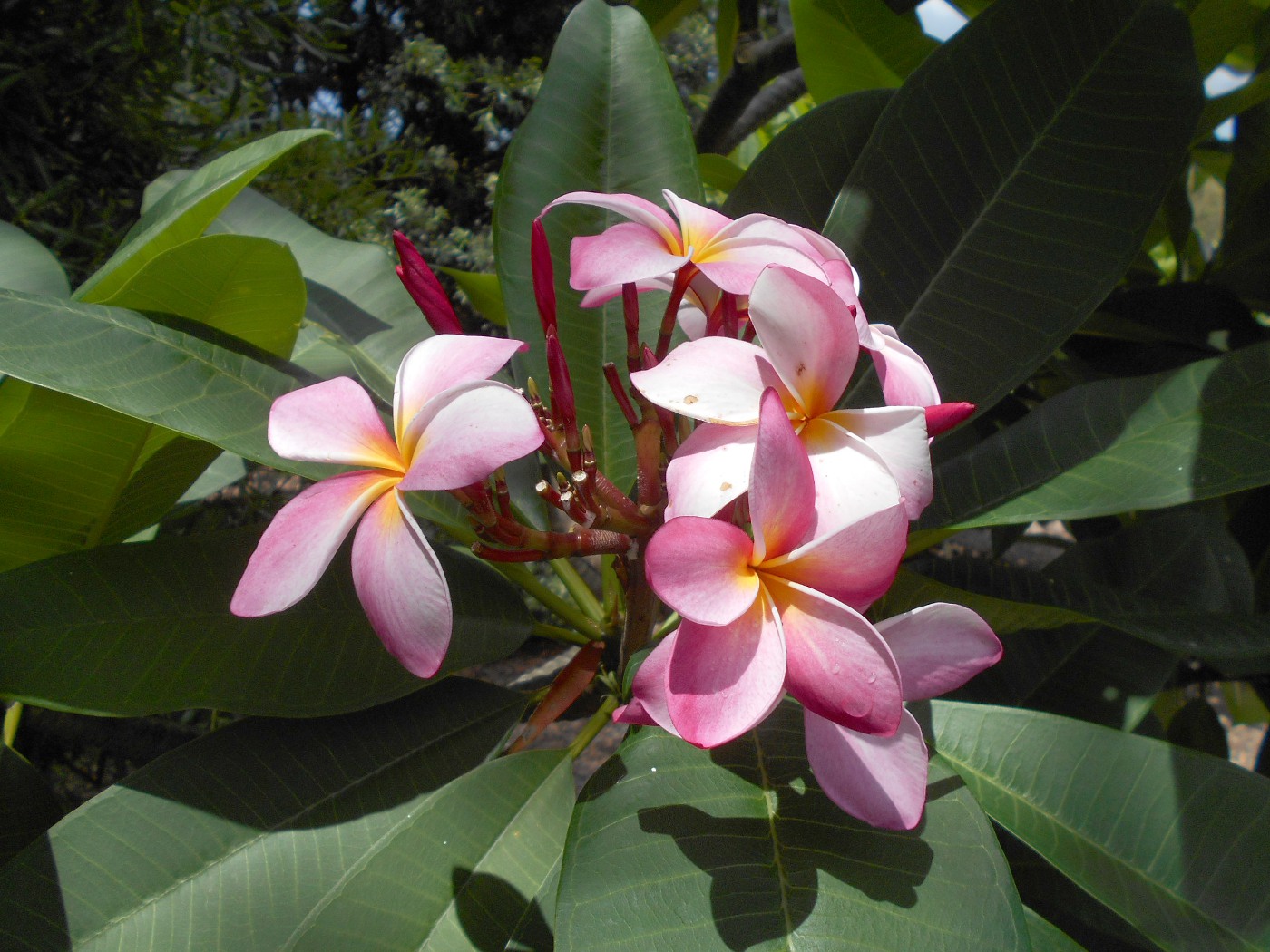 Изображение особи Plumeria rubra.