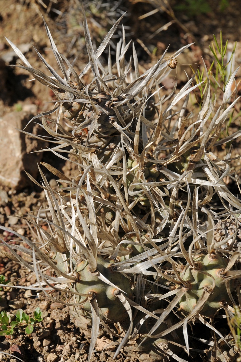 Изображение особи Opuntia articulata.