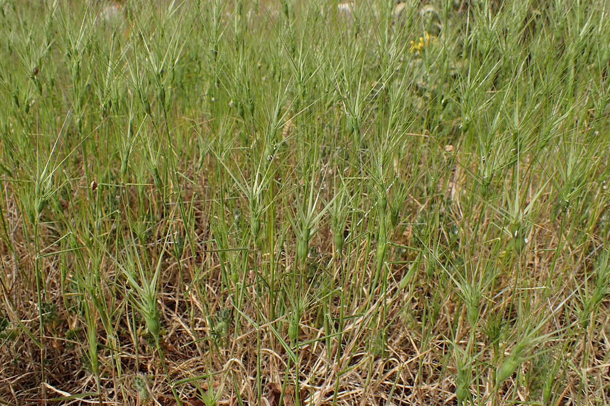 Изображение особи Aegilops ovata.