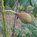 Aesculus parviflora