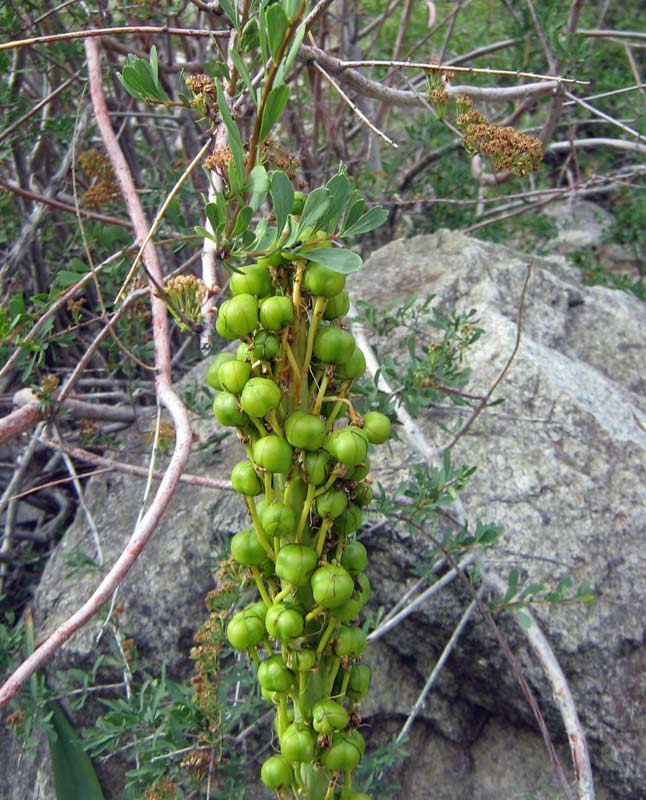 Изображение особи Eremurus altaicus.