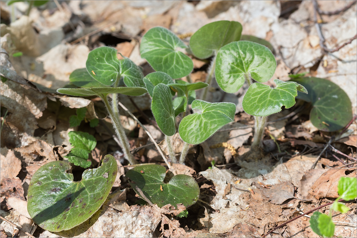 Изображение особи Asarum europaeum.