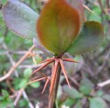 Berberis vulgaris