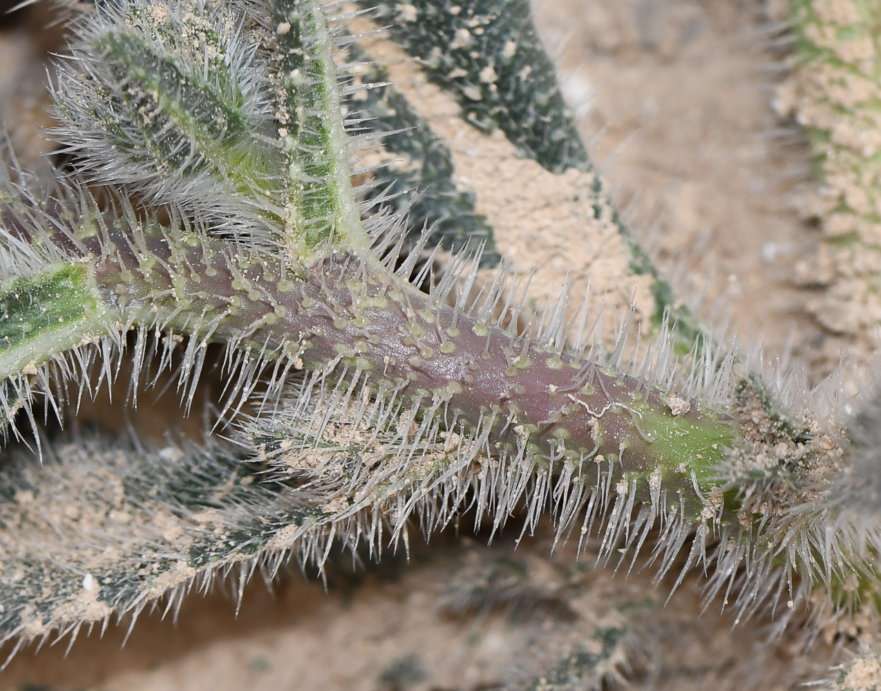 Изображение особи Echium rauwolfii.