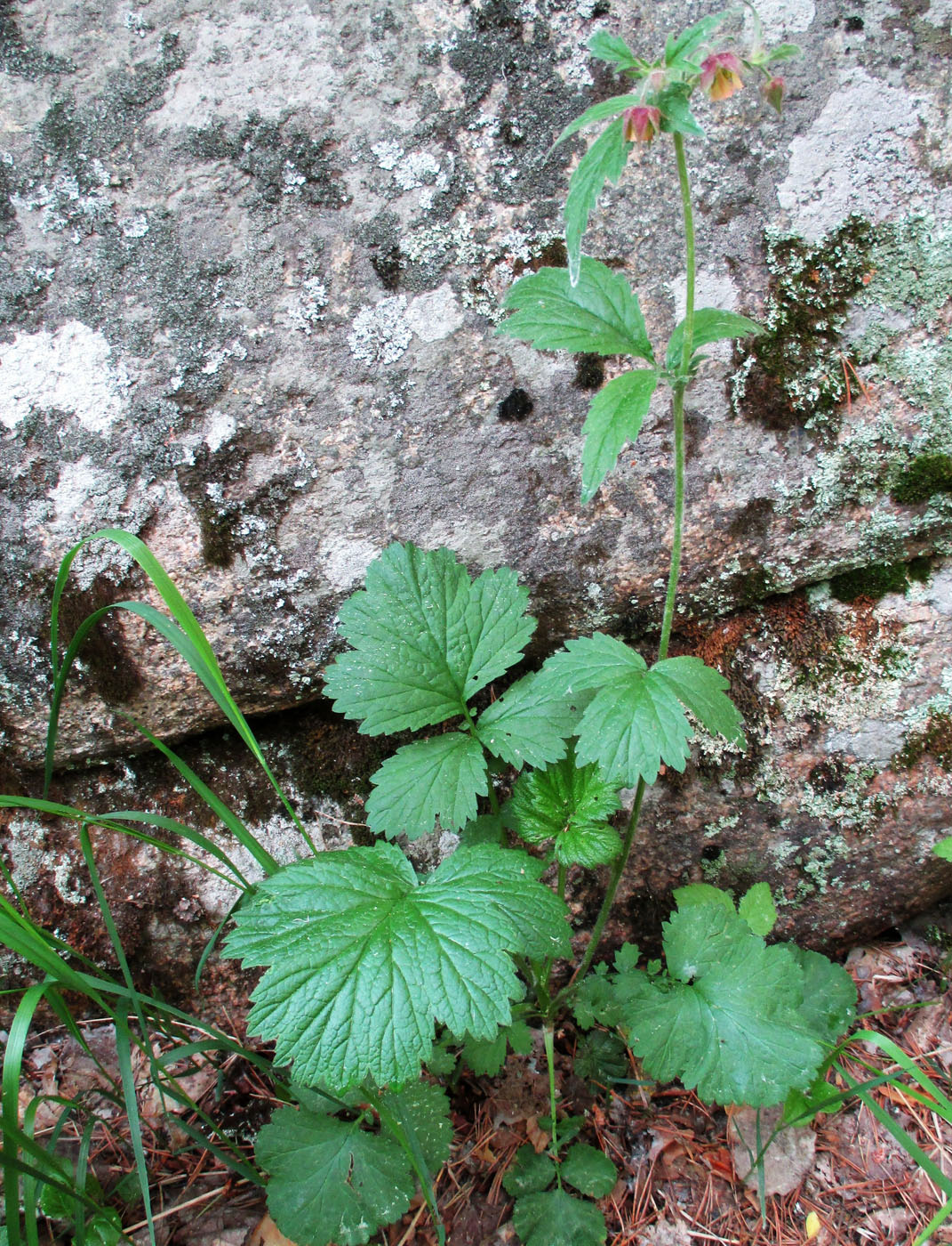 Изображение особи Geum rivale.