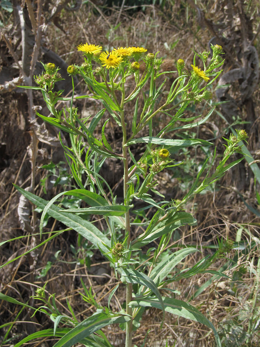 Изображение особи Inula caspica.