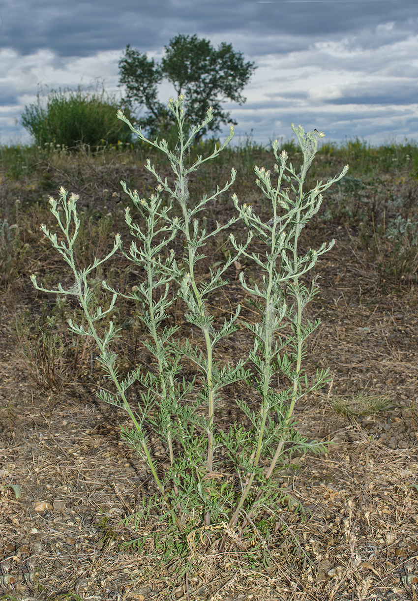 Изображение особи Centaurea diffusa.