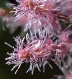 Astilbe chinensis. Часть соцветия. Приморский край, Ольгинский р-н, окр. с. Милоградово. 12.08.2009.