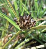 Cyperus fuscus. Соплодие. Краснодарский край, Кущёвский р-н, берег пруда между хуторами Александровка и Резак, водопой скота. 14.10.2010.