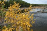 Salix phylicifolia