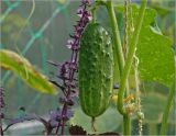 Cucumis sativus