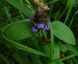 Prunella vulgaris