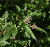 Eupatorium cannabinum