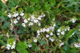 Euphrasia petiolaris. Верхушки побегов с соцветиями. Краснодарский край, городской округ Сочи, Адлерский р-н, с. Эстосадок, горнолыжный курорт \"Роза Хутор\", пеший маршрут \"Панорама\", южный склон хр. Аибга, 2200 м н.у.м., субальпийский луг. 08.08.2023.