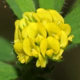 Medicago lupulina