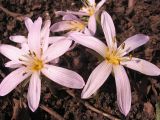 Colchicum munzurense