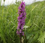 Dactylorhiza urvilleana