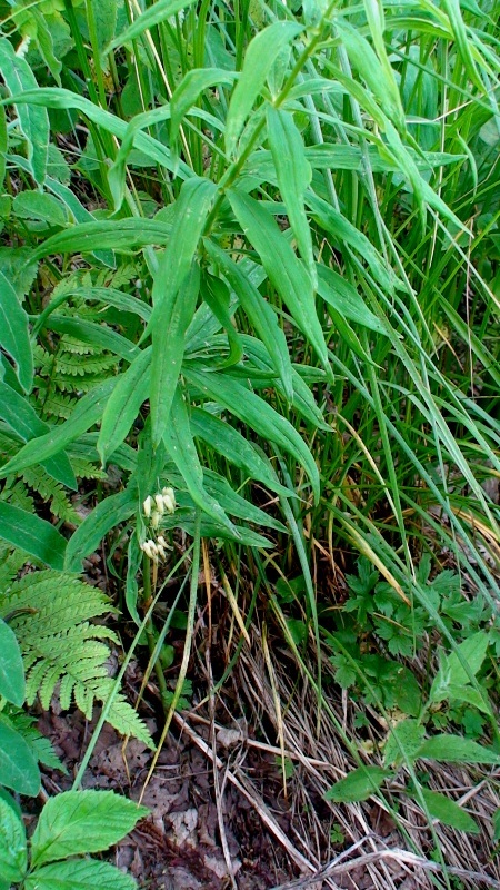 Image of Polygonatum verticillatum specimen.
