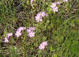 Primula finmarchica