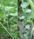 Cardamine pratensis. Верхний (слева) и нижний (справа) стеблевые листья. Ленинградская область, 6 июня 2008 года.