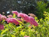 Spiraea japonica