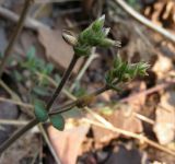 Cerastium holosteoides. Верхушка цветущего растения. Курская обл., г. Железногорск, ур. Опажье, обочина у дороги. 16 апреля 2009 г.