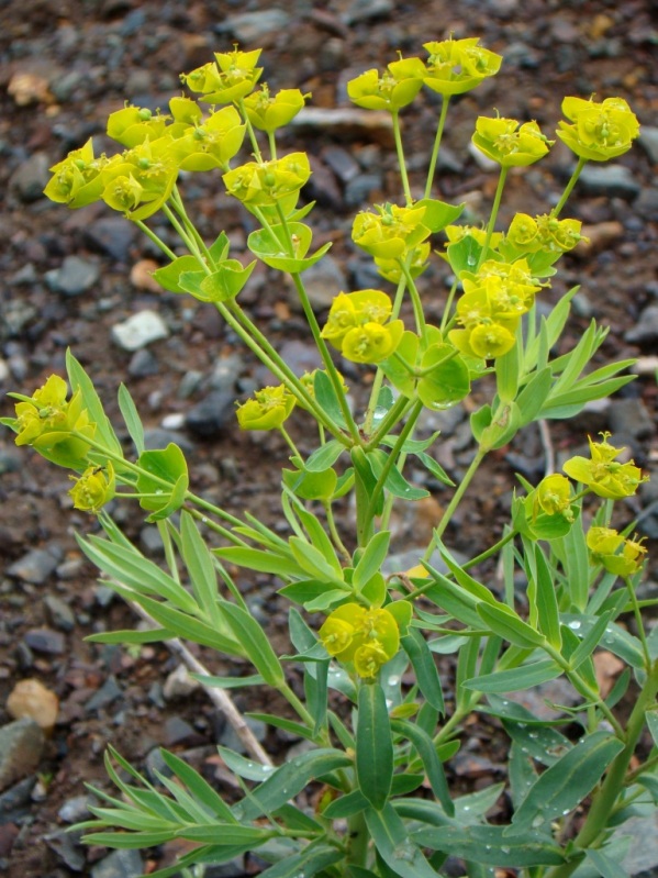 Изображение особи Euphorbia boissieriana.