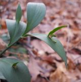 Ruscus hypoglossum. Верхушка зацветающего растения. Южный берег Крыма, окр. г. Ялта, гора Могаби. 14 декабря 2012 г.