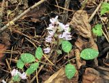 Corydalis repens