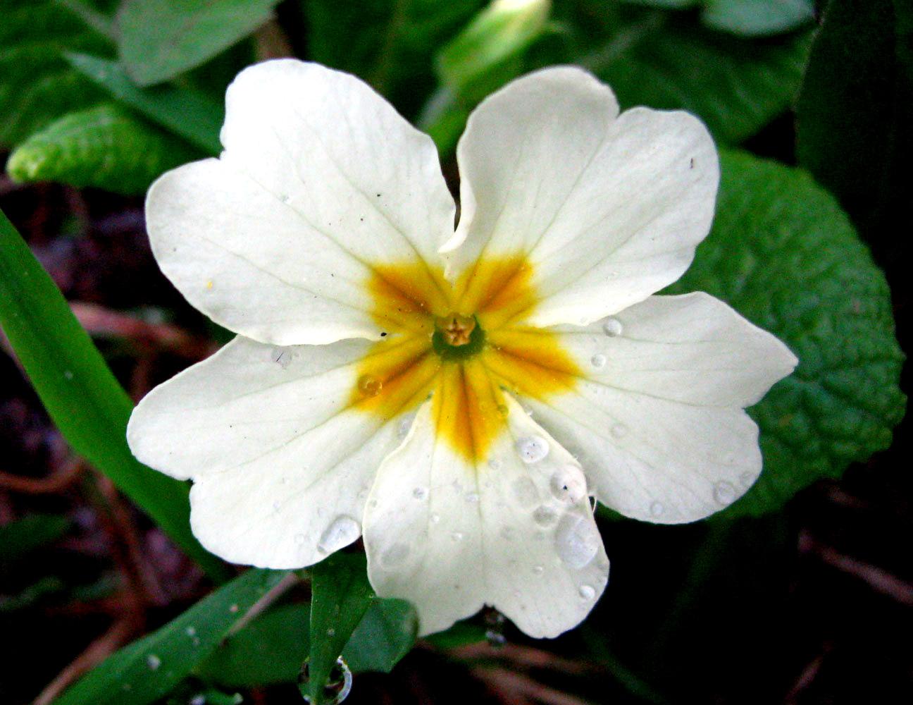 Изображение особи Primula vulgaris.