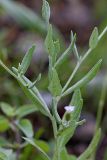 Chardinia orientalis