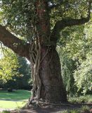 Hedera helix. Взрослое растение на платане (Platanus x acerifolia). Германия, г. Essen, Grugapark. 29.09.2013.